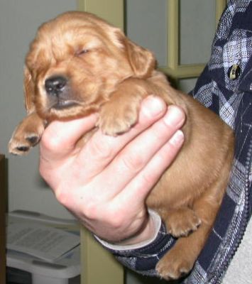 Archie