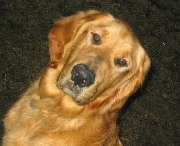 Buddy