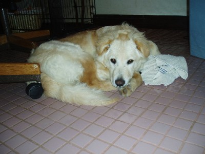 Caruso