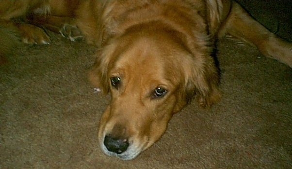 Chewy