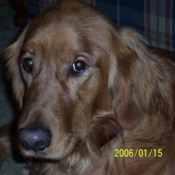Jake