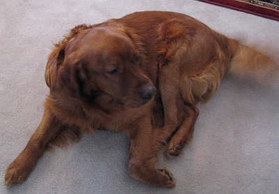 Jake