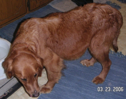 Josie