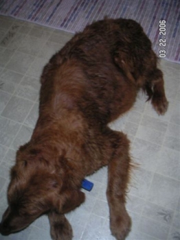 Josie