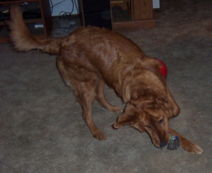 Kodi