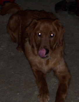 Kodi