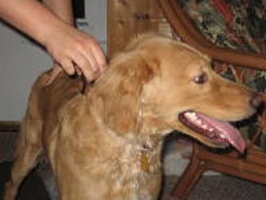 Molly