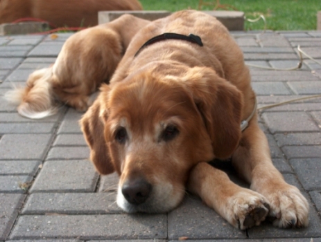 Sammy