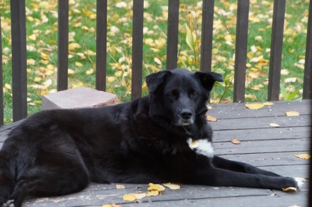 Shadow06270b1.jpg