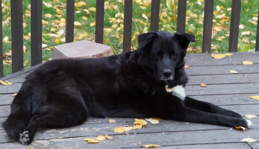 Shadow06270b2.jpg