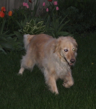 Sophie