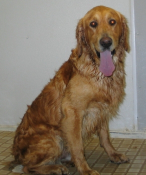 Wilson
