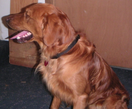 Zeek