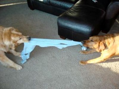 Tug of war with resident, George.
