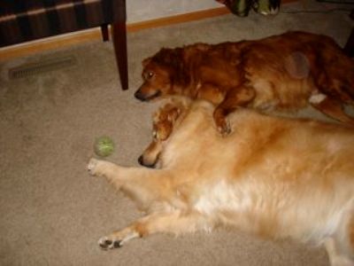 Resident, Dallas, and Ben napping.