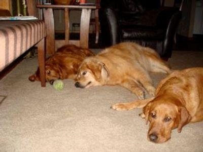 Tired dogs!