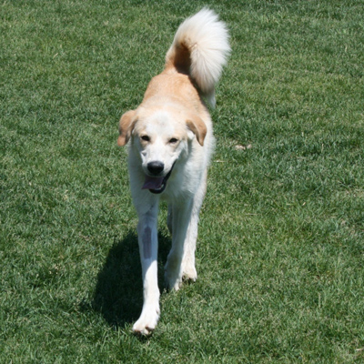 Dakota