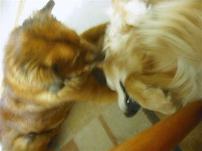 Playing with the resident GR