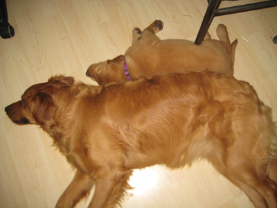 Hank and Stevee