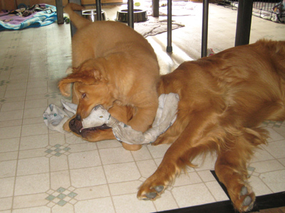 Hank and Stevee