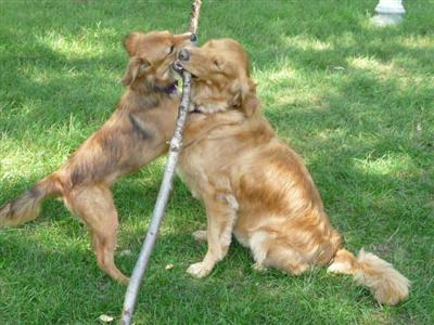 I want the stick!