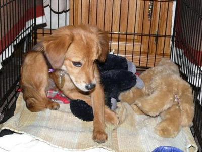 Paws crossed I find my forever family soon.