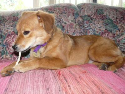 Mmm...rawhide...