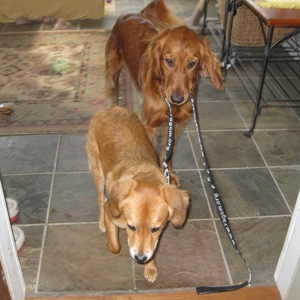   Ready to walk?