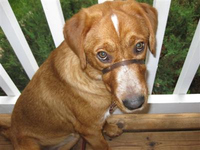 Who can resist those puppy-dog eyes?
