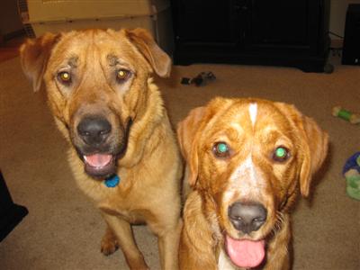 Clifford (09-199) and Jazz = BOTH SEEKING HOMES!