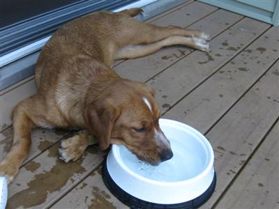 Hot summer weather can make a girl thirsty!
