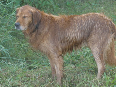 Kody