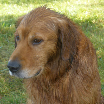 Kody