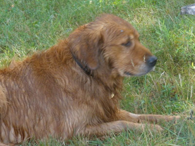 Kody