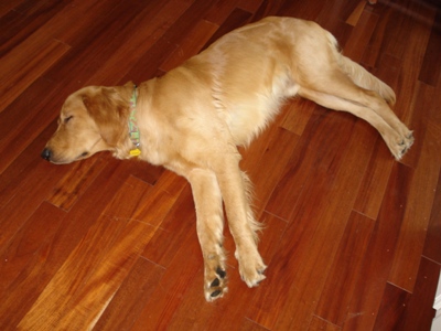 All pooped out! All pooped out!