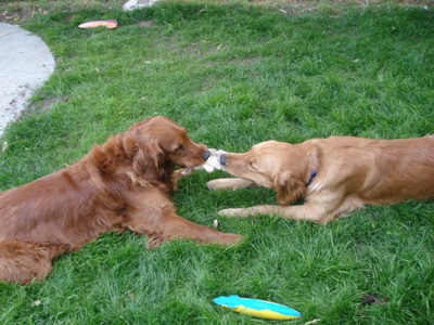 Cadence (08-433) & Charlie playing tug Cadence (08-433) & Charlie playing tug