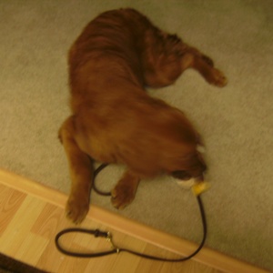 Active Marley!