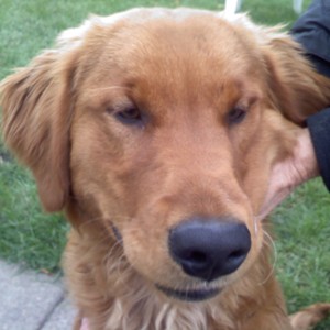 Handsome Marley!