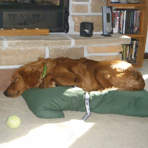 Resting at my forever home