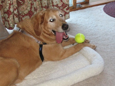 Rex loves his tennis balls!
