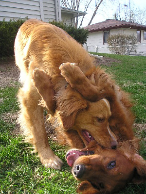Max Loves to Play