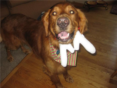 Max with antlers below head