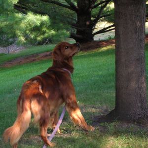 Abby, you take the birch tree and I'll take the maple tree. We'll get that squirrel yet!