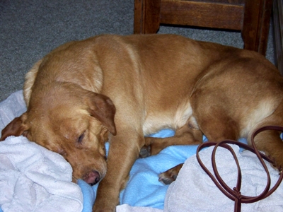 Sleepy Mozart