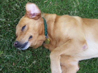 I have finally relaxed enough to lay down for belly rubs.