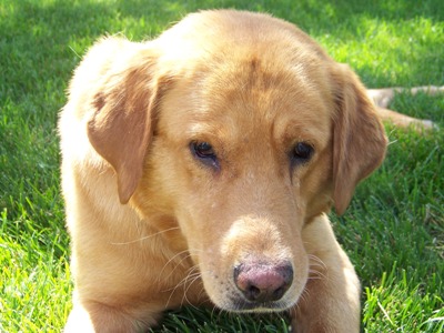 Foster mom thinks I'm just Gorgeous ...inside and out!
