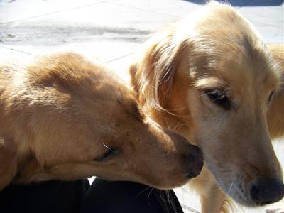My foster brother Ole and I have gotten quite fond of each other. Not sure what he is going to do when I find my forever home.