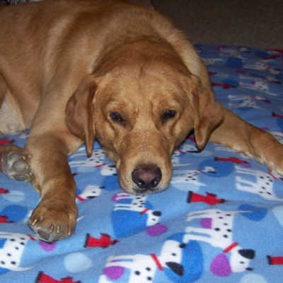 Official blanket tester