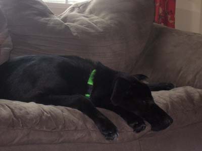 Baxter