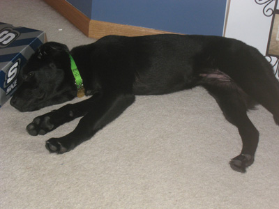 Baxter
